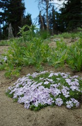 spreading phlox Phlox diffusa 