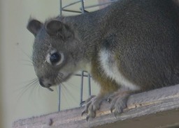 Squirrel, Douglas'