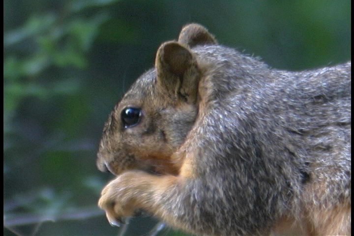 Squirrel, Eastern Fox 1