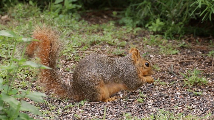 Squirrel, Fox (Texas) 1