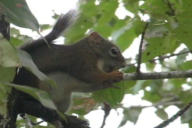 Squirrel, Red 1_1