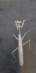 Stagmomantis limbata, Bordered Mantis male