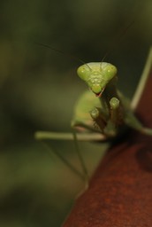 Stagmomantis limbata, Bordered Mantis Female a