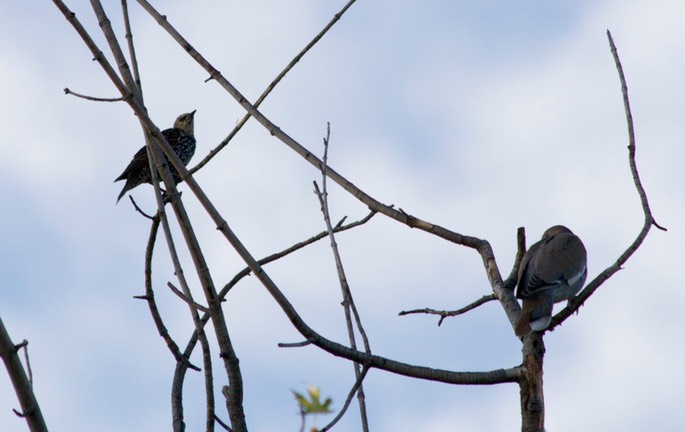 Starling, European