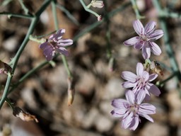 Stephanomeria pauciflora, Wire Lettuce