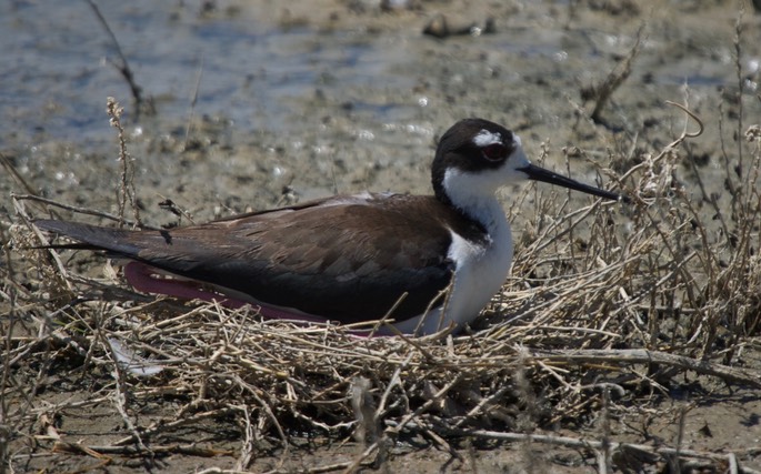 Stilt, Black-necked 1