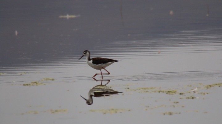 Stilt, Black-necked (Summer Lake, Oregon)