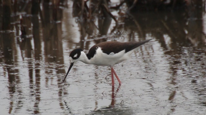 Stilt, Black-necked (Texas) 3