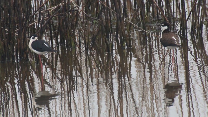 Stilt, Black-necked (Texas) 4