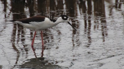 Stilt, Black-necked (Texas)