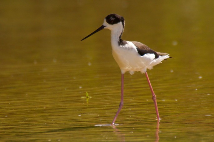 Stilt, Black-necked4