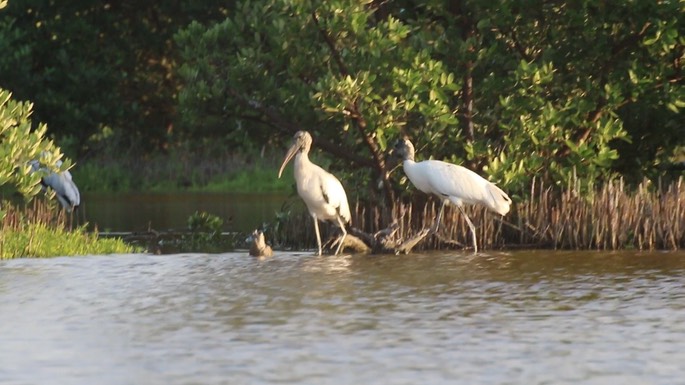 Stork, Wood 1