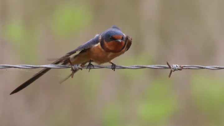 Swallow, Barn (Texas) 1