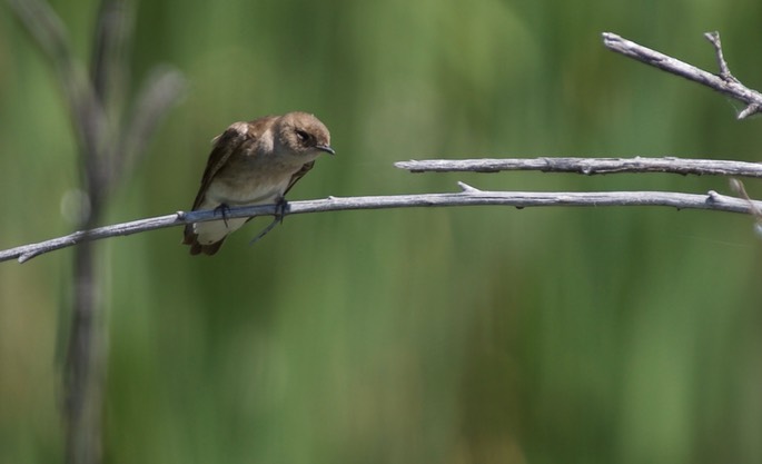 Swallow, Northern Rough-wigned e. or. 1