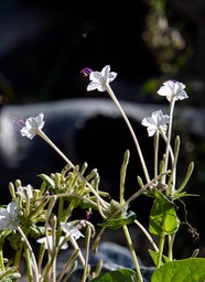 Sweet Four O’clock - Mirabilis longiflora