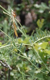 Sweetclover Vetch - Vicia pulchella