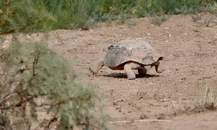 gopherus flavomarginatus Bolson Tortoise Armendaris Ranch 2