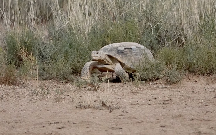 Tadarida brasiliensis Bolson Tortoise Armendaris Ranch 1