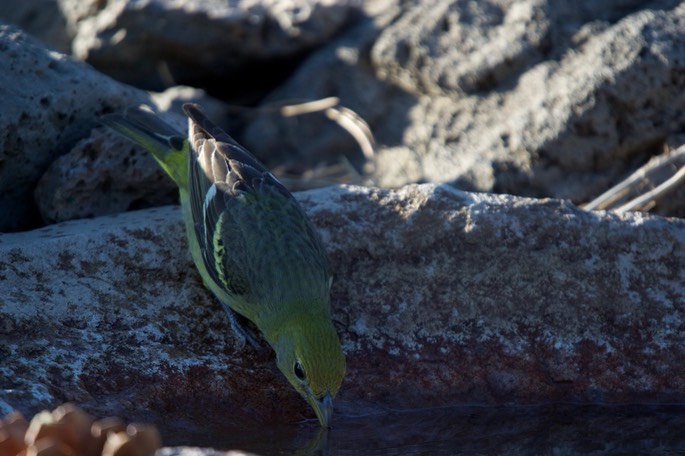 Tanager, Western3