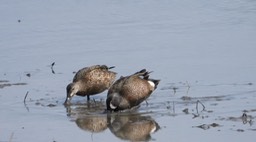 Teal, Blue-winged - Kansas 2022 4