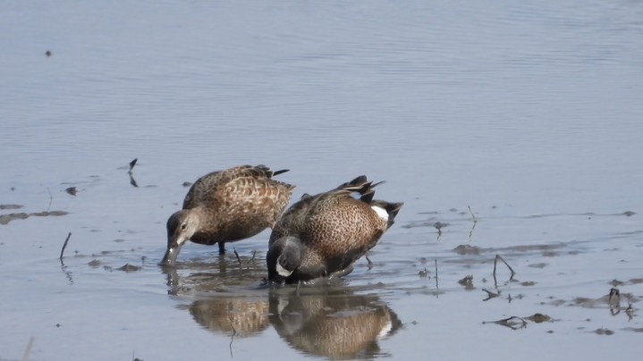 Teal, Blue-winged - Kansas 2022 4