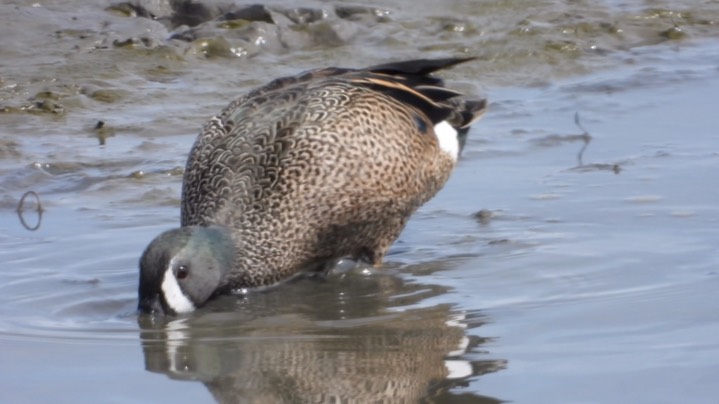 Teal, Blue-winged - Kansas 2022 6