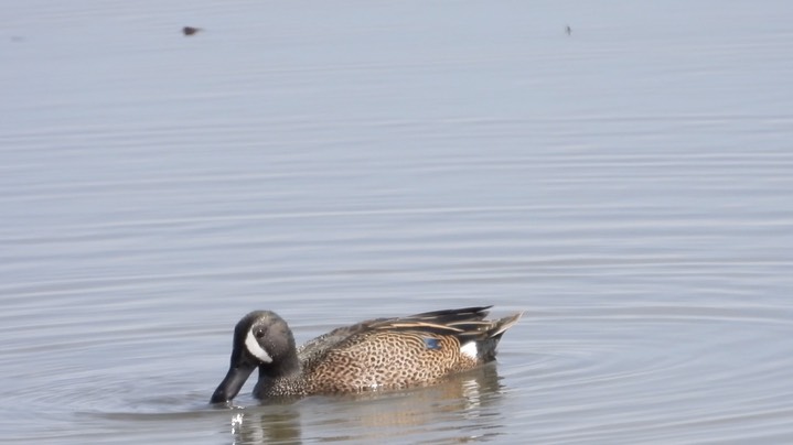 Teal, Blue-winged - Kansas 2022 5