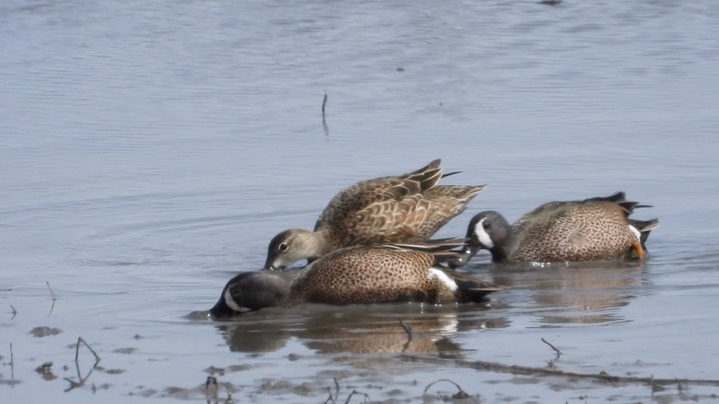 Teal, Blue-winged - Kansas 2022 3