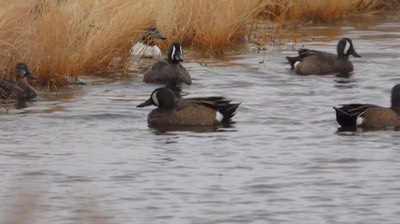 Teal, Blue-winged - Kansas 2022 8