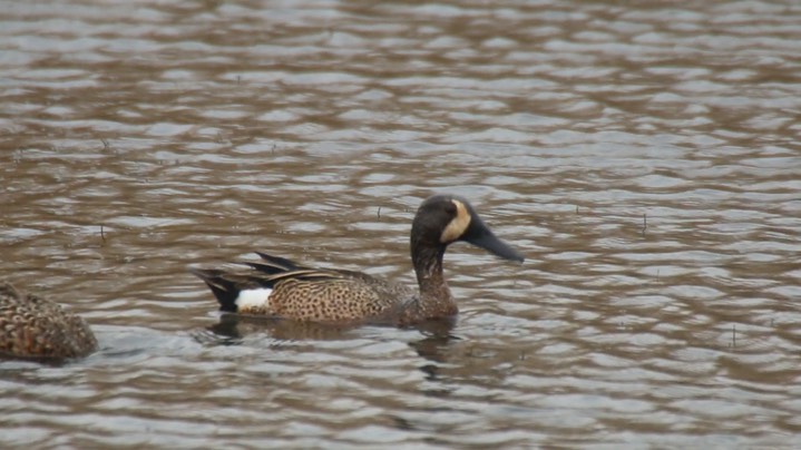 Teal, Blue-winged 1