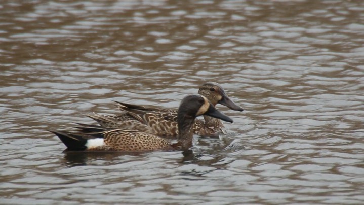 Teal, Blue-winged 2