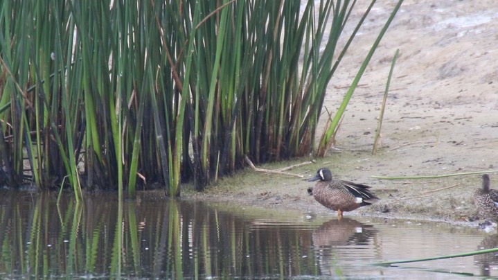 Teal, Blue-winged 3