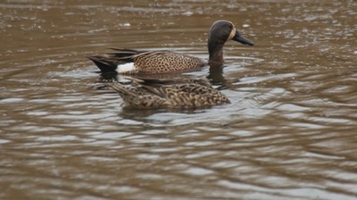 Teal, Blue-winged