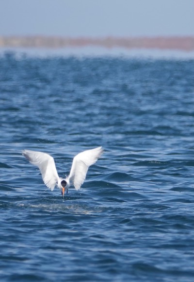 Tern, Elegant - Sterna elegans - Laguna Ojo de Liebre