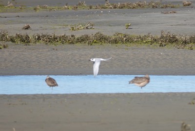 Tern, Forster's, Sterna forsteri, Laguna ojo del Libre