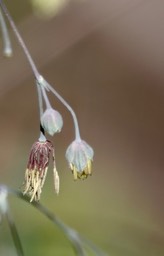 Thalictrum fendleri 2