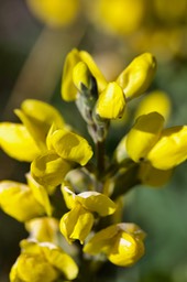 Thermopsis rhombifolia2