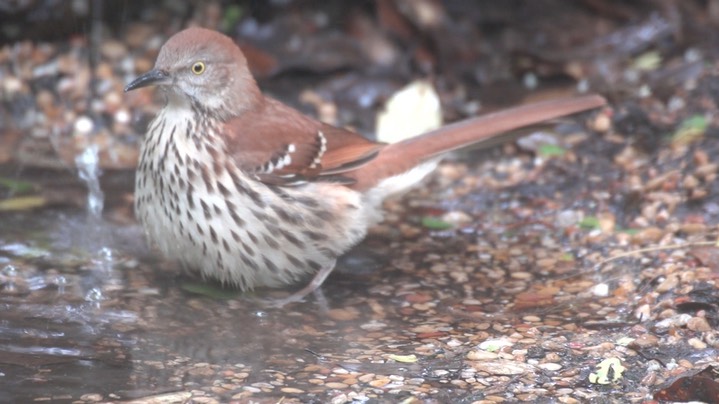 Thrasher, Brown (Texas) 4