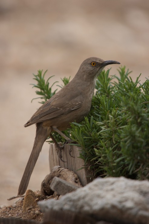 Thrasher, Curve- billed - Tucson