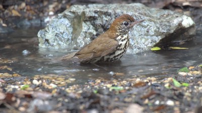 Thrush, Wood