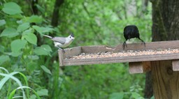 Titmouse, Black-crested 1