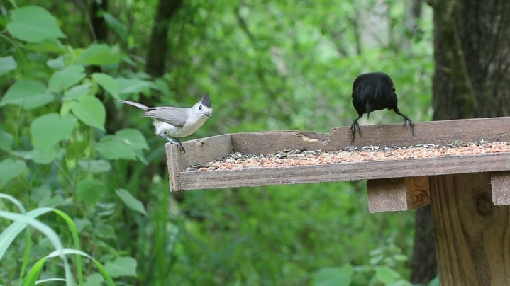 Titmouse, Black-crested 1