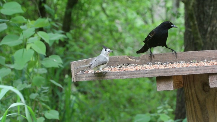 Titmouse, Black-crested