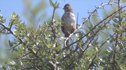 Towhee, White-throated