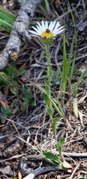 Townsendia formosa, Smooth Townsend Daisy c