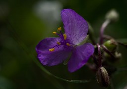 Tradescantia pinetorum (Pine Spiderwort) 2