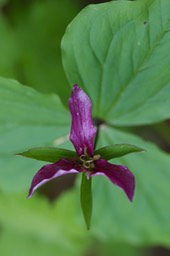 Trillium ovatum var ovatum 2