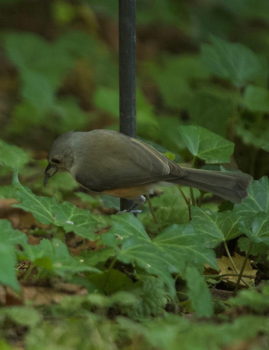 Tufted Titmouse, Baeolophus bicolor - Maryland