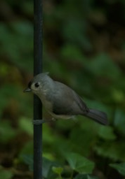 Tufted Titmouse Maryland 1