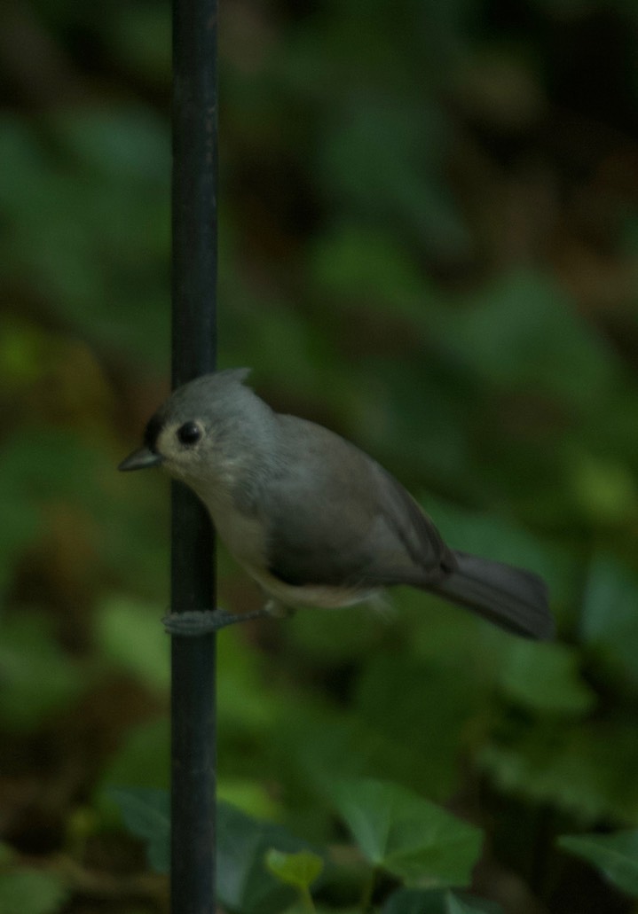 Tufted Titmouse Maryland 1